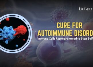 Cure for Autoimmune Disorder? Immune Cells Reprogrammed to Stop Self-Attack Cure for Autoimmune Diseases? Immunotherapy Reprograms Rogue T Cells to Stop Self-Attack
