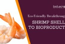 Eco-Friendly Breakthrough: Shrimp Shells to Bioproducts