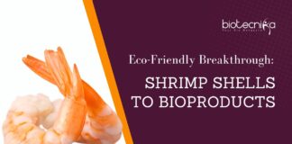 Eco-Friendly Breakthrough: Shrimp Shells to Bioproducts