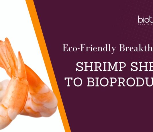 Eco-Friendly Breakthrough: Shrimp Shells to Bioproducts