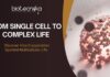 From single cell to complex life