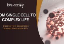 From single cell to complex life