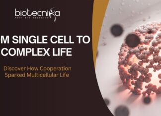 From single cell to complex life