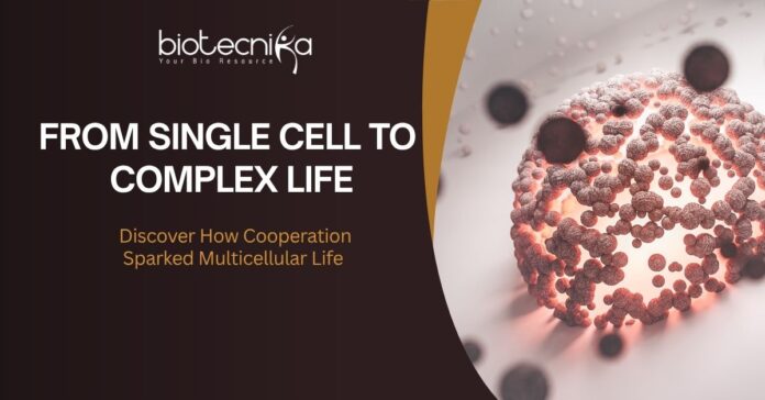 From single cell to complex life