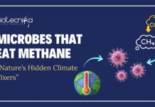 From Seafloor to Science Labs: The Hunt for Microbes That Could Save Earth
