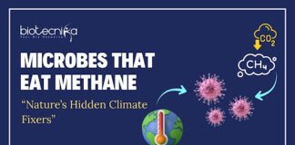 From Seafloor to Science Labs: The Hunt for Microbes That Could Save Earth
