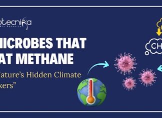 From Seafloor to Science Labs: The Hunt for Microbes That Could Save Earth From Seafloor to Science Labs: The Hunt for Microbes That Could Save Earth
