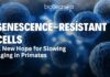 Anti-Aging Stem Cells: A New Hope for Slowing Aging in Primates Anti Aging Stem Cells: A New Hope for Slowing Aging in Primates