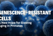 Anti Aging Stem Cells: A New Hope for Slowing Aging in Primates