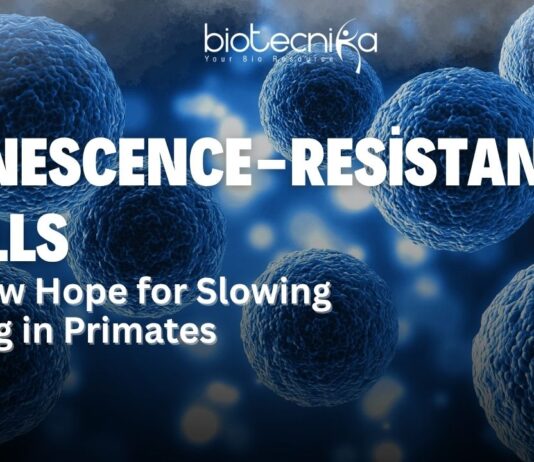 Anti Aging Stem Cells: A New Hope for Slowing Aging in Primates