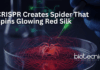 CRISPR Breakthrough: Scientists Engineer Spider That Spins Glowing Red Silk CRISPR-edited spider producing glowing red spider silk for advanced genome editing and materials science research