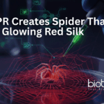 CRISPR-edited spider producing glowing red spider silk for advanced genome editing and materials science research
