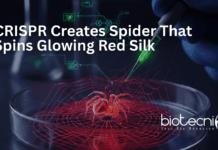 CRISPR-edited spider producing glowing red spider silk for advanced genome editing and materials science research