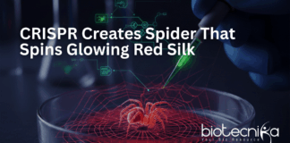 CRISPR-edited spider producing glowing red spider silk for advanced genome editing and materials science research