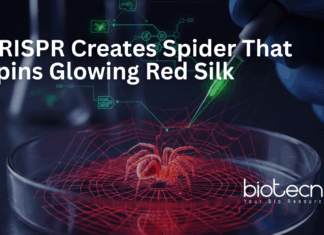 CRISPR Breakthrough: Scientists Engineer Spider That Spins Glowing Red Silk CRISPR-edited spider producing glowing red spider silk for advanced genome editing and materials science research