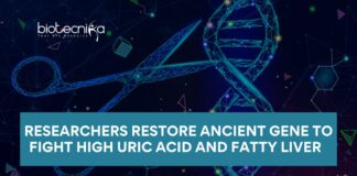 Researchers Restore Ancient Gene to Fight High Uric Acid and Fatty Liver using CRISPR Cas9 Technology | Gene Editing | Gout Treatment
