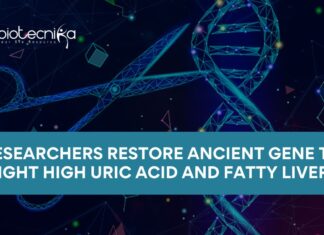 Researchers Restore Ancient Gene to Fight High Uric Acid and Fatty Liver using CRISPR Cas9 Technology Researchers Restore Ancient Gene to Fight High Uric Acid and Fatty Liver using CRISPR Cas9 Technology | Gene Editing | Gout Treatment