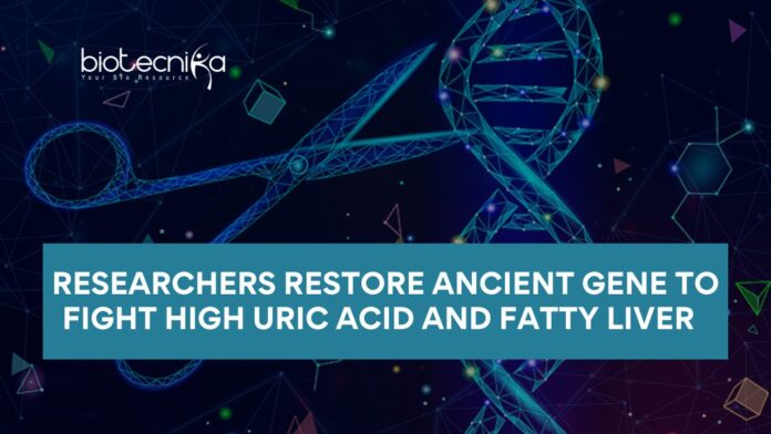 Researchers Restore Ancient Gene to Fight High Uric Acid and Fatty Liver using CRISPR Cas9 Technology | Gene Editing | Gout Treatment