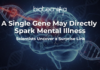 Scientists Uncover a Surprise Link: A Single Gene May Directly Spark Mental Illness Mental illness linked to GRIN2A gene affecting mental health and brain function