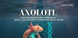 Axolotl Regeneration: What Life Science Students Must Know | The Regeneration Superstar | Regeneration Mechanisms | Applications in Regenerative Medicines