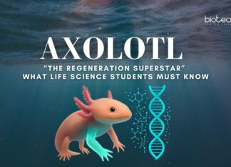 Axolotl Regeneration: What Life Science Students Must Know Axolotl Regeneration: What Life Science Students Must Know | The Regeneration Superstar | Regeneration Mechanisms | Applications in Regenerative Medicines