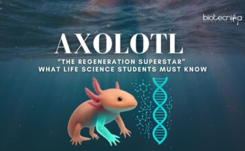 Axolotl Regeneration: What Life Science Students Must Know Axolotl Regeneration: What Life Science Students Must Know | The Regeneration Superstar | Regeneration Mechanisms | Applications in Regenerative Medicines
