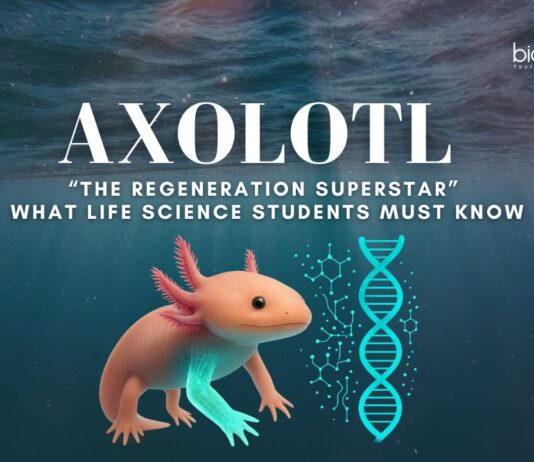 Axolotl Regeneration: What Life Science Students Must Know | The Regeneration Superstar | Regeneration Mechanisms | Applications in Regenerative Medicines