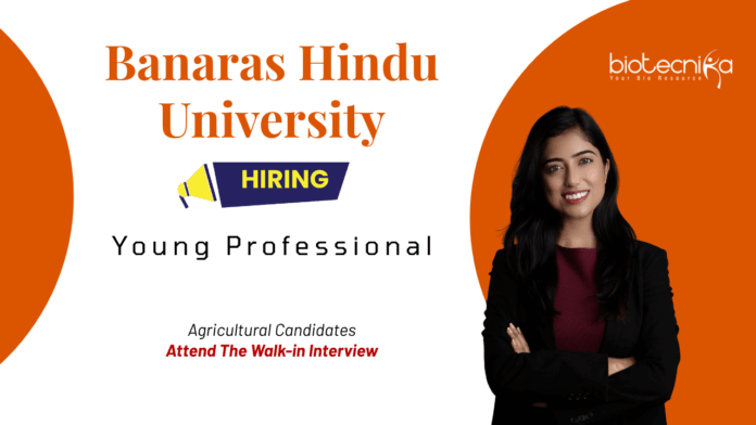 Young Professional Jobs at Banaras Hindu University. Agricultural Candidates, Attend The Walk-in Interview.