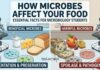 Food and Microbes: Essential Insights for Microbiology Students Discover how Microbes influence Food safety, Preservation, Spoilage, & Contamination. Essential Facts every Food Microbiologist Must Know.