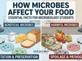 Discover how Microbes influence Food safety, Preservation, Spoilage, & Contamination. Essential Facts every Food Microbiologist Must Know.
