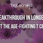 Illustration of immune cells and T helper cells supporting longevity and healthy aging