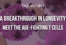 The Immune Cells Behind Longevity: Scientists Reveal a New Ageing Clue Illustration of immune cells and T helper cells supporting longevity and healthy aging