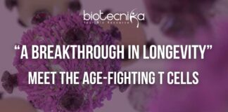 The Immune Cells Behind Longevity: Scientists Reveal a New Ageing Clue Illustration of immune cells and T helper cells supporting longevity and healthy aging