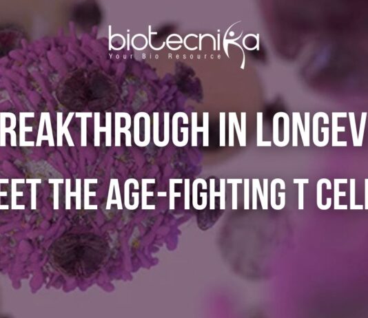 Illustration of immune cells and T helper cells supporting longevity and healthy aging