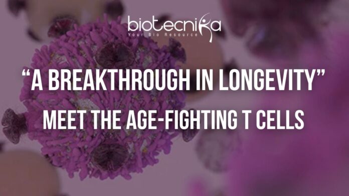 “Is Longevity Hidden in Your Immune System” Illustration of immune cells and T helper cells supporting longevity and healthy aging