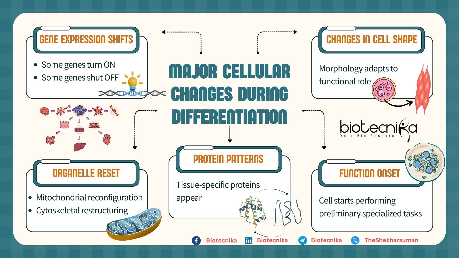 Stem Cell Biology- Major Cellular Changes During Differentiation