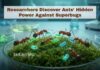 Researchers Discover Ants’ Hidden Power Against Superbugs Scientists Discover that Common Ants Produce Natural Chemicals that can Kill Superbugs, Offering Hope for New Ways to Fight Infections.