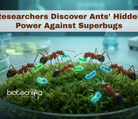 Scientists Discover that Common Ants Produce Natural Chemicals that can Kill Superbugs, Offering Hope for New Ways to Fight Infections.