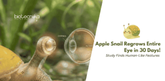 Apple Snail Regrows Entire Eye in 30 Days, Study Finds Human-Like Features A New Study Shows the Golden Apple Snail can Regenerate a Complete Eye in 30 days, using Genes also involved in Human Eye Development.