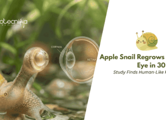 Apple Snail Regrows Entire Eye in 30 Days, Study Finds Human-Like Features A New Study Shows the Golden Apple Snail can Regenerate a Complete Eye in 30 days, using Genes also involved in Human Eye Development.
