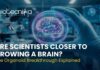 Are Scientists Closer to Growing a Brain? The Organoid Breakthrough Explained Brain organoid grown in a lab showing blood vessel network for neuroscience research