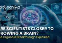 Brain organoid grown in a lab showing blood vessel network for neuroscience research