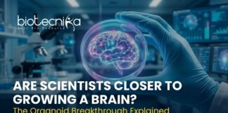 Are Scientists Closer to Growing a Brain? The Organoid Breakthrough Explained Brain organoid grown in a lab showing blood vessel network for neuroscience research