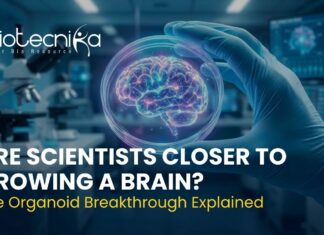 Are Scientists Closer to Growing a Brain? The Organoid Breakthrough Explained Brain organoid grown in a lab showing blood vessel network for neuroscience research