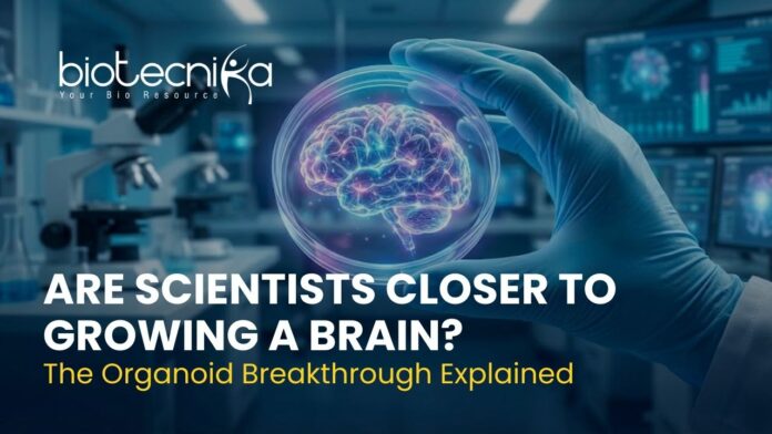 Are Scientists Closer to Growing a Brain Brain organoid grown in a lab showing blood vessel network for neuroscience research