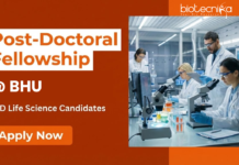 Post Doctoral Fellowship at BHU | PhD Life Sciences Candidates Apply Now | Earn ₹60,000 Apply for Post Doctoral Fellowship under BHU Recruitment. Advance your Life Sciences Research Career with High Stipend and Top Facilities.