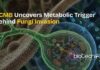 CCMB Scientists Reveal Metabolism as the Hidden Driver of Fungal Invasion and Antifungal Therapy CCMB scientists studying fungal metabolism as a new target for antifungal therapies in fungi.