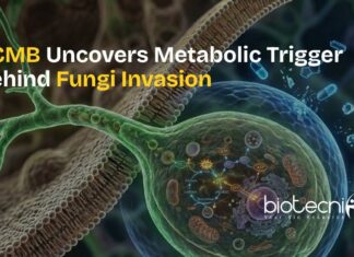 CCMB Scientists Reveal Metabolism as the Hidden Driver of Fungal Invasion and Antifungal Therapy CCMB scientists studying fungal metabolism as a new target for antifungal therapies in fungi.