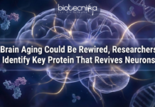 Is Brain Aging Reversible? A New Study Highlights DMTF1’s Role in Neural Stem Cell Regeneration and what it could mean for Cognitive Health.
