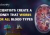 Scientists Create a Kidney That Works for All Blood Types A New Study Shows Donor Kidneys can be Modified to Work for All Blood Types, Potentially Reducing Wait Times & Improving Transplant Fairness.